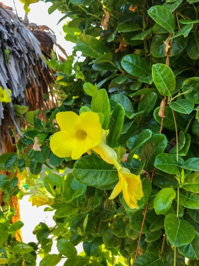 Pousada Aruna Kite Barra Grande  Εξωτερικό φωτογραφία